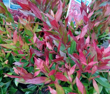 Leucothoë ‘Little Flames’ - Druifheide