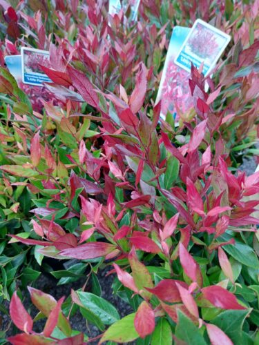 Leucothoë ‘Little Flames’ - Druifheide