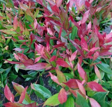 Leucothoë ‘Little Flames’ - Druifheide