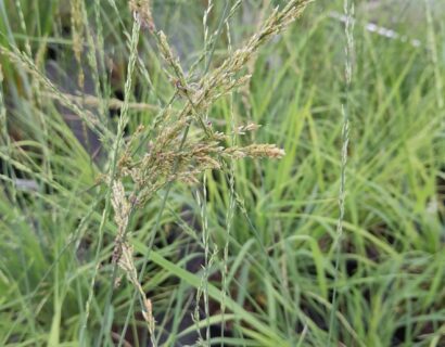 Molinia caurulea ‘Heidezwerg’ - Pijpestrootje