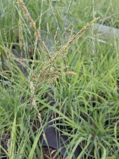 Molinia caurulea ‘Heidezwerg’ - Pijpestrootje