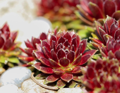 Sempervivum ‘Purple Passion’