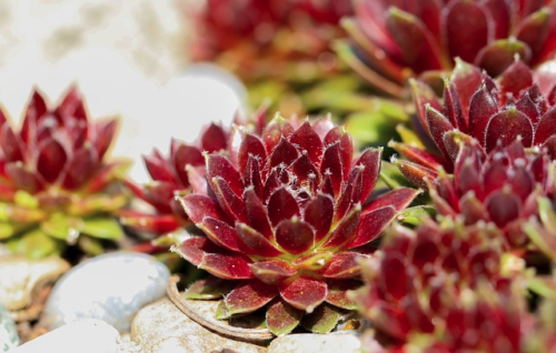 Sempervivum ‘Purple Passion’ - Huislook