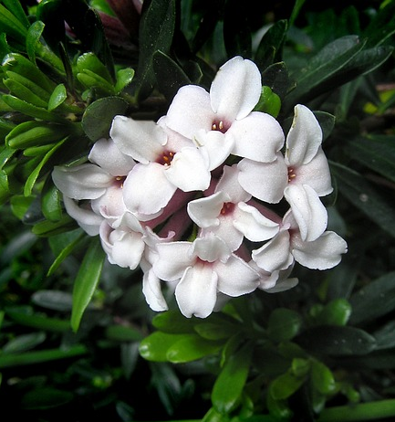 Daphne transatlantica ‘Eternal Fragnance’ - Peperboompje