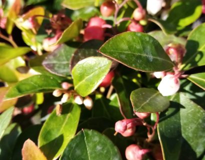 Gaultheria procumbens ‘Big Berry’ - Bergthee