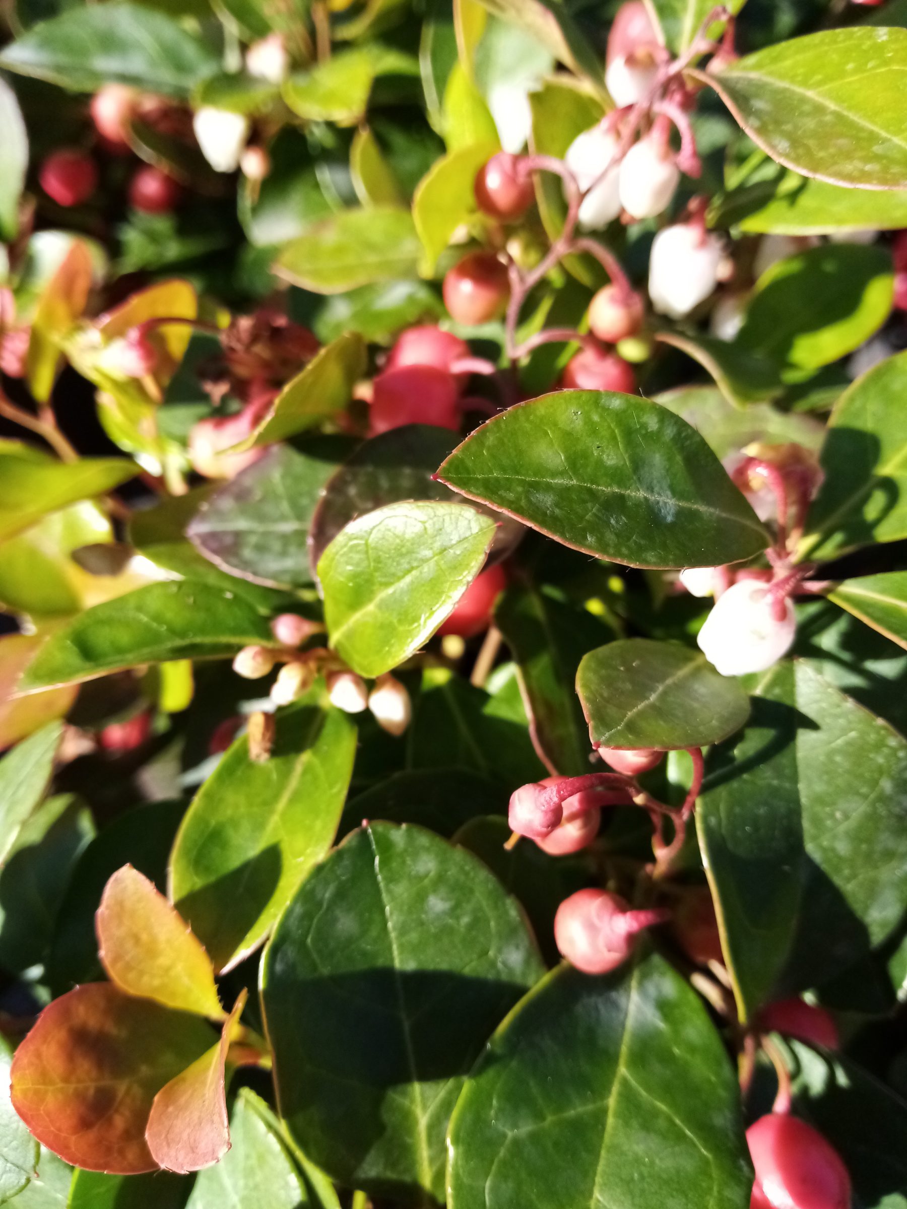 Gaultheria procumbens ‘Big Berry’ - Bergthee