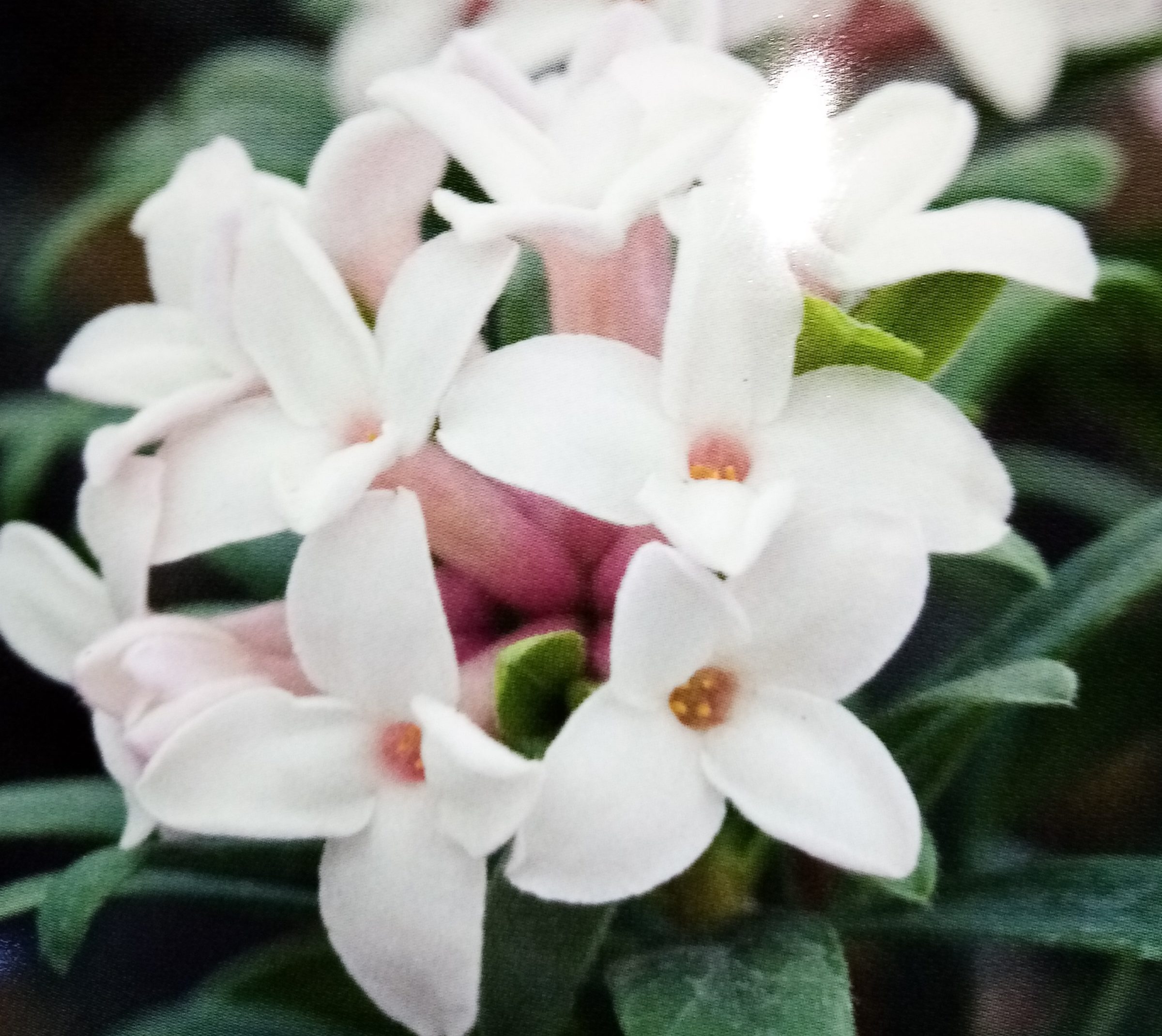 Daphne transatlantica ‘Eternal Fragnance’ - Peperboompje