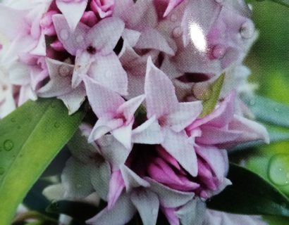 Daphne odora ‘Perfume Princess’ - Peperboompje