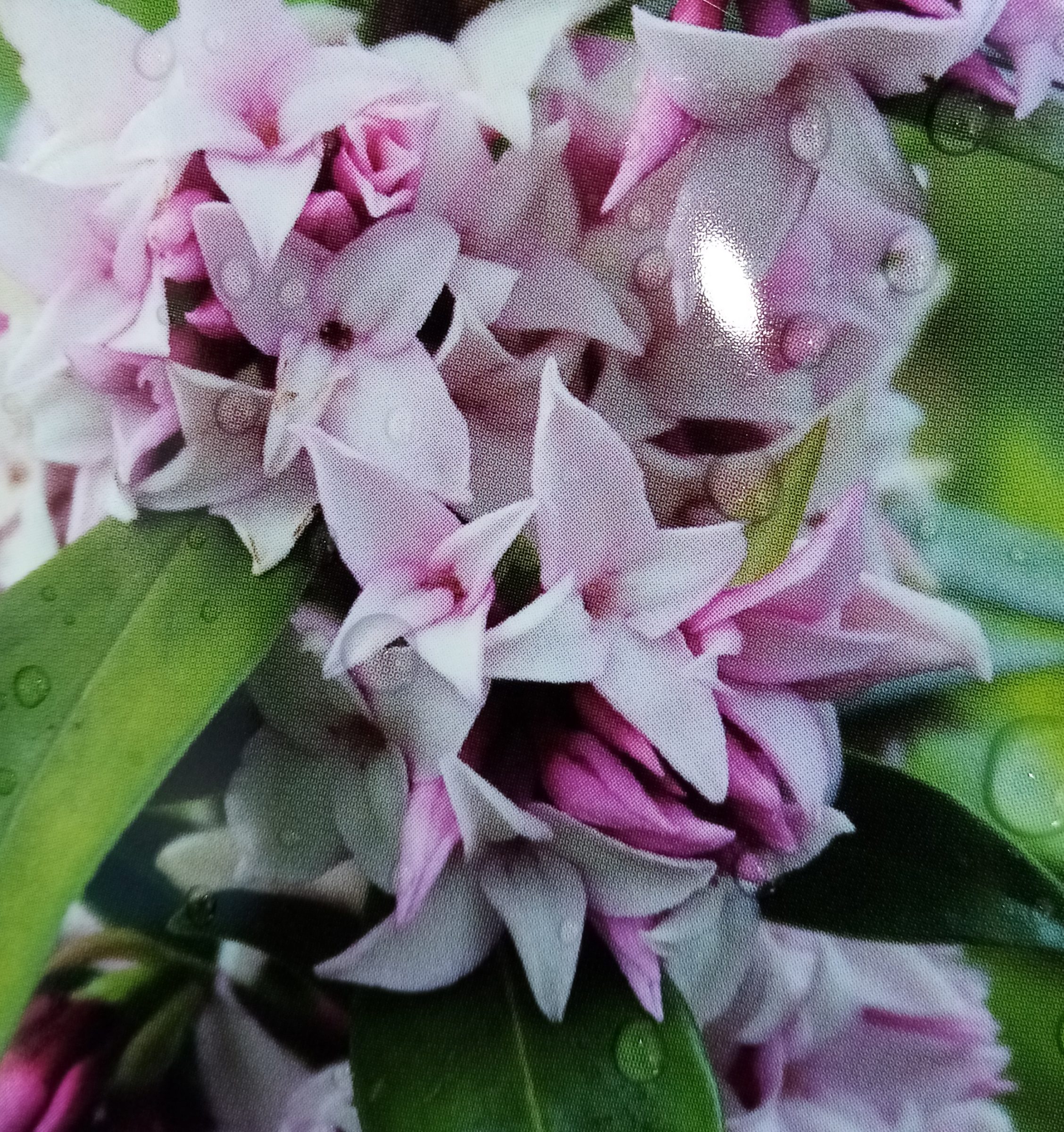 Daphne odora ‘Perfume Princess’ - Peperboompje