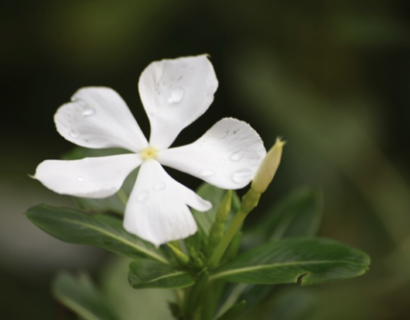 Vinca Minor ‘alba’ - Kleine maagdenpalm