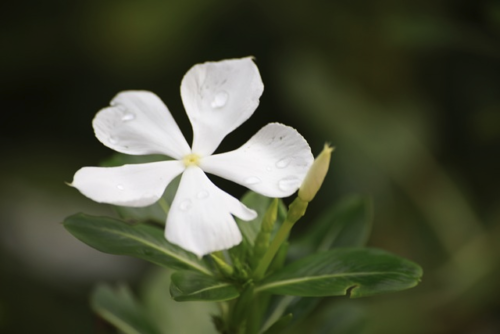 Vinca Minor ‘alba’ - Kleine maagdenpalm