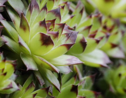 Sempervivum calcareum - Huislook