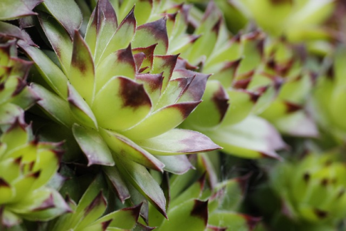 Sempervivum calcareum - Huislook