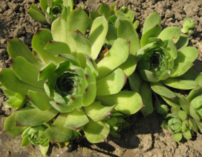 Sempervivum ruthenicum - Huislook