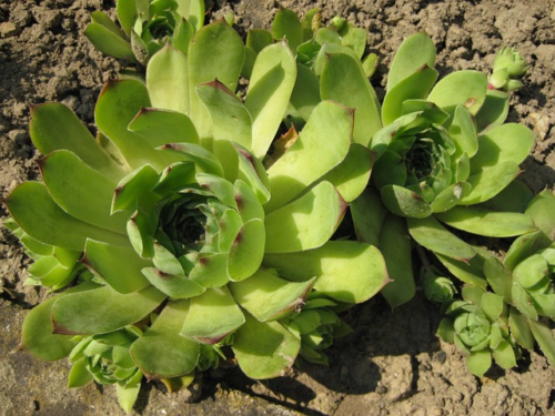 Sempervivum ruthenicum - Huislook