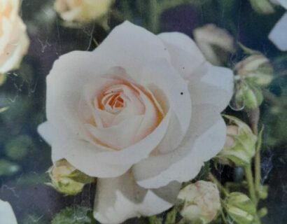 Rosa ‘Sirius’ - Roos
