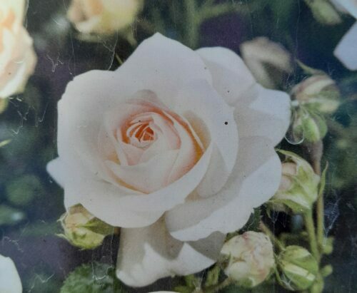 Rosa ‘Sirius’ - Roos