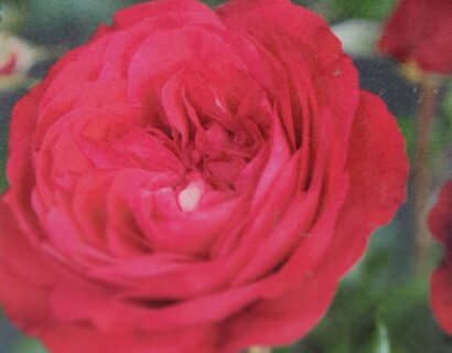 Rosa ‘red’ meilove - Roos