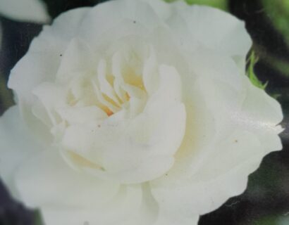 Rosa ‘white’ meilove - Roos