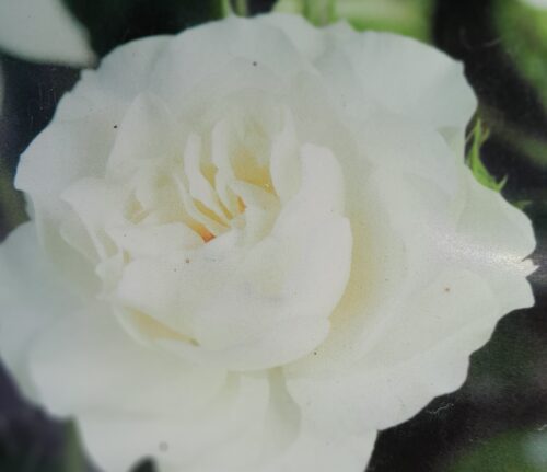 Rosa ‘white’ meilove - Roos