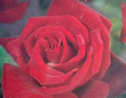 Rosa ‘Miss Schweiz’ - Roos