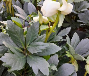 Helleborus ‘Lovely Collection’