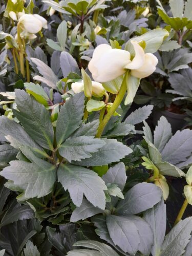 Helleborus ‘Lovely Collection’ - Kerstroos