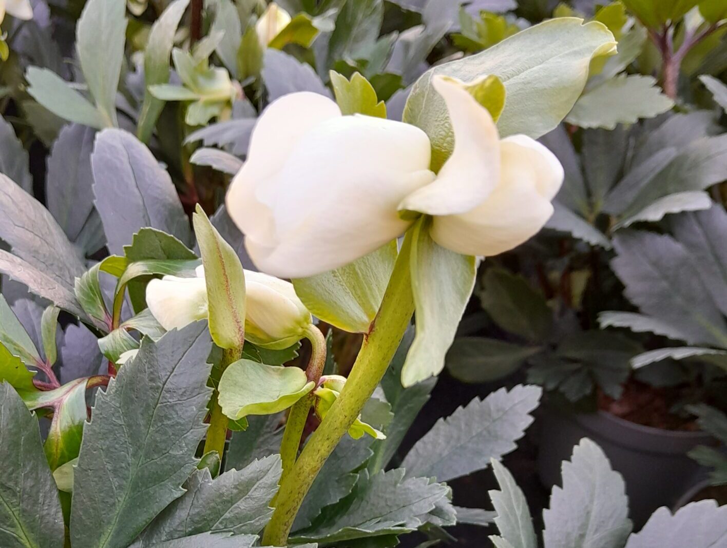 Helleborus ‘Lovely Collection’ - Kerstroos