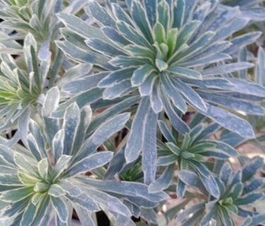 Euphorbia Characias ‘Silver Edge’ - Wolfsmelk