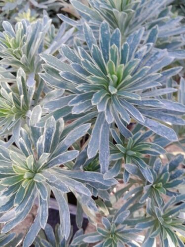 Euphorbia Characias ‘Silver Edge’ - Wolfsmelk