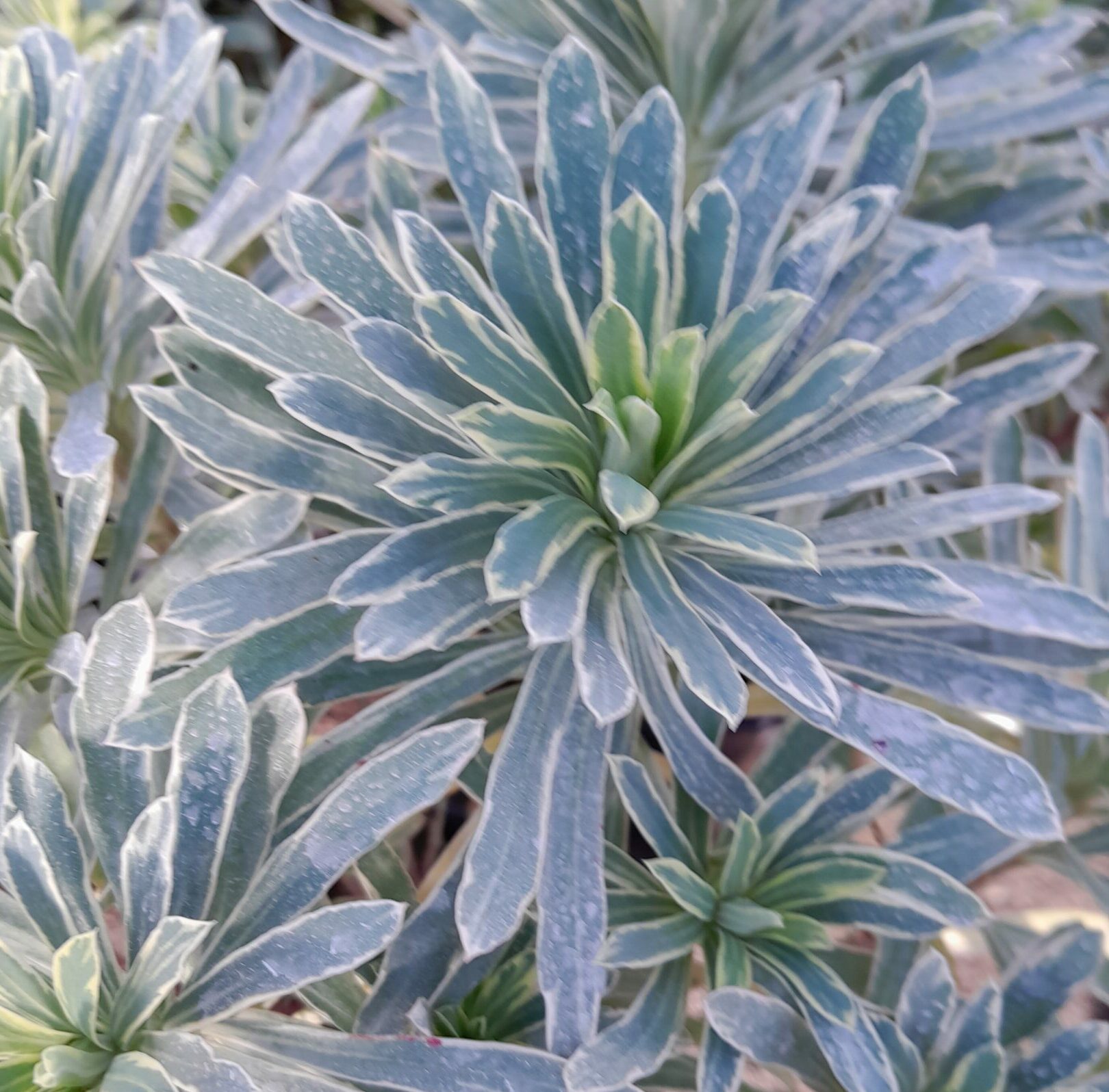 Euphorbia Characias ‘Silver Edge’ - Wolfsmelk