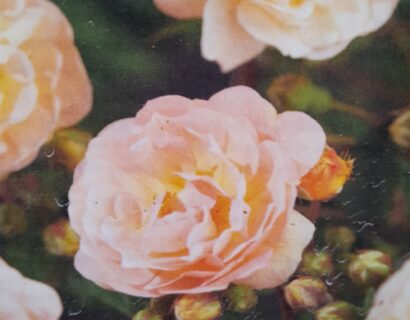 Rosa ‘Ghislaine de Féligonde’ stam - Stamroos