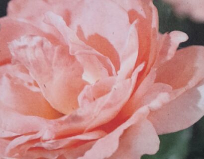 rosa ‘clair renaissance’ - Heesterroos