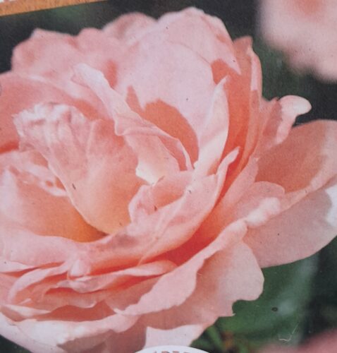 rosa ‘clair renaissance’ - Heesterroos