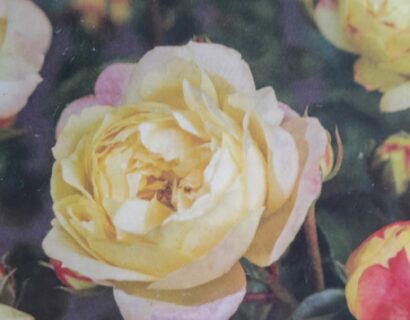 Rosa ‘Lampion’ stam - Roos