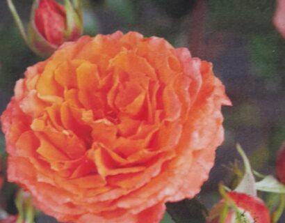 Rosa ‘orange’ meilove stam - stamroos