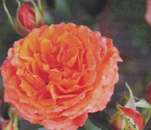 Rosa ‘Orange Meilove’ - Roos
