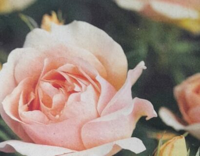 Rosa ‘hansestadt rostock’ stam - stamroos