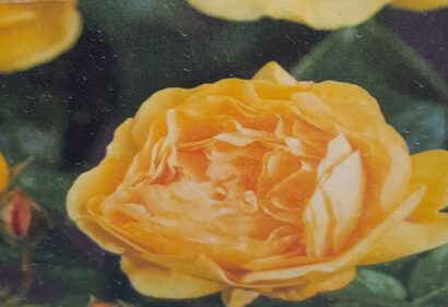 Rosa ‘Absolutely Fabulous’ - Roos