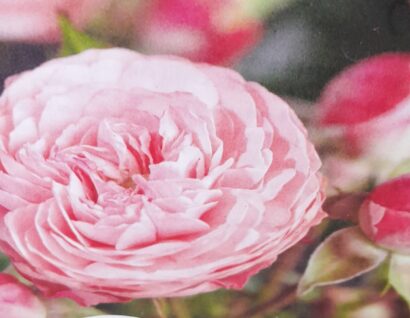 Rosa ‘Rose’ meilove - Roos