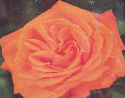 Rosa ‘Westzeit’ - Roos