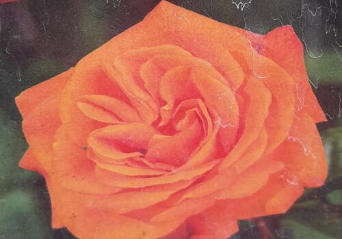 Rosa ‘Westzeit’ - Roos