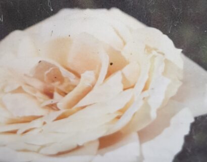 Rosa ‘Lions Rose’ - Roos