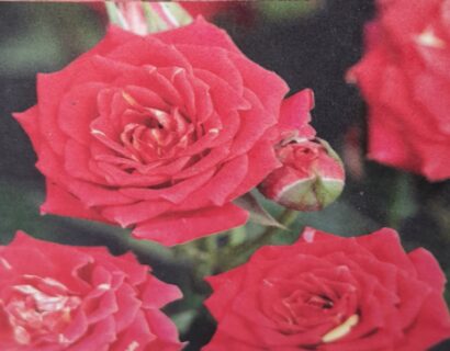 Rosa ‘Chili Clementine’ - Roos