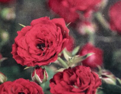 Rosa ‘shrimp’ - Roos