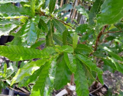 Quercus Acutissima meerstammig - Gezaagdbladige eik