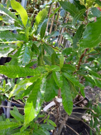 Quercus Acutissima meerstammig - Gezaagdbladige eik