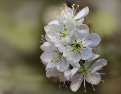 Prunus Avium