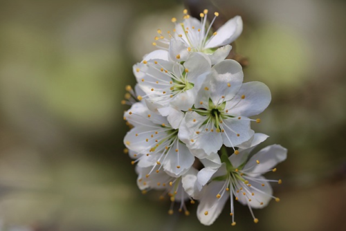 Prunus Avium - zoete kers