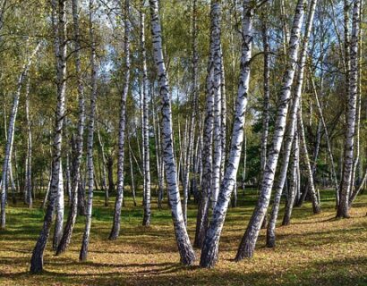 Betula ullis ‘Doorenbos’ meerstammig - Witte Himalayaberk